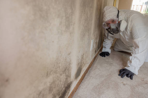 Best Industrial Mold Remediation in Pleasant Valley, WV